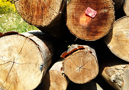 foto_baner1_nadmierna_wycinka